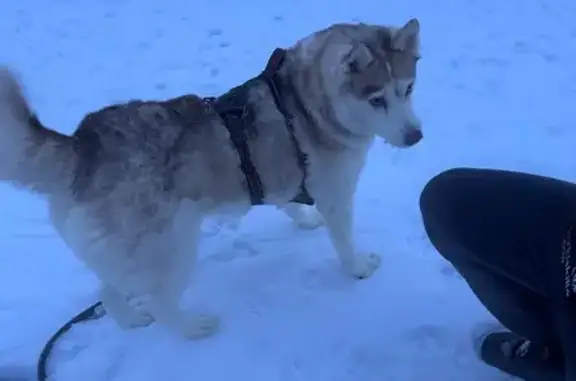 Найдена собака, Зональная Станция, фото: Найдена собака, улица Виталия Грачёва, Зональная Станция - порода хаски, спокойная
