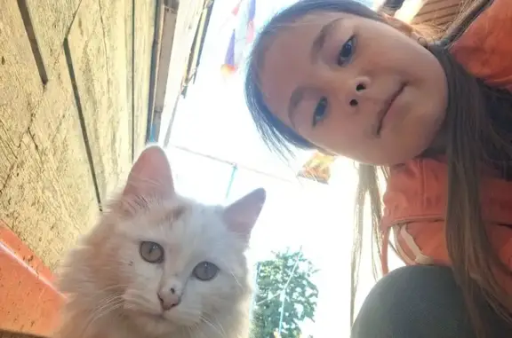 Пропала кошка, улица Трусова, 20, Волго-Каспийский - окрас коричневый, глаза карие - photo
