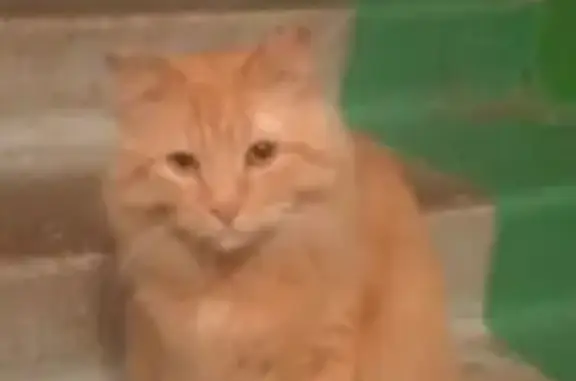 Найденные животные Чебоксары, фото: Найдена кошка, улица Эльгера, Чебоксары - рыжая и ласковая