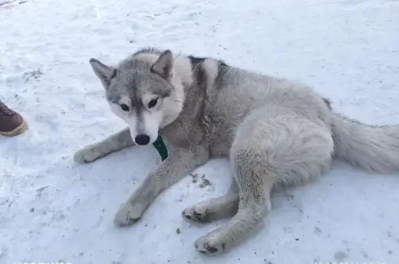 Найдена собака, Кременкульское, фото: Найдена собака, Кременкульское сельское поселение, Челябинская область - дружелюбная хаски