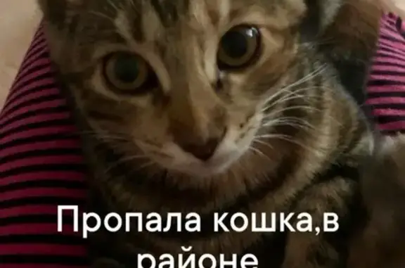Объявления о пропавших и найденных животных, Южно-Сахалинск, фото: Пропала кошка, улица Есенина, 9А, Южно-Сахалинск - полосатая с рыжей полосочкой