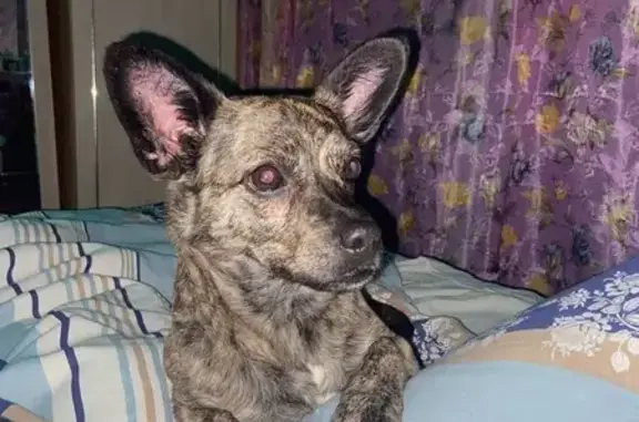 Объявления о пропавших и найденных животных, Хабаровск, фото: Пропала собака, Краснореченская улица, 165А, Хабаровск - откликается на кличку Босс