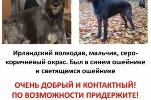 Пропал собака, Санаторная аллея, Москва - большая добрая - photo