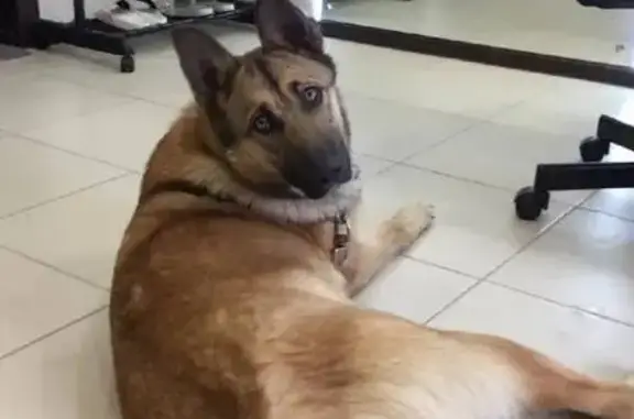 Пропала собака, Коммунистическая улица, Барнаул - рыжая овчарка - photo