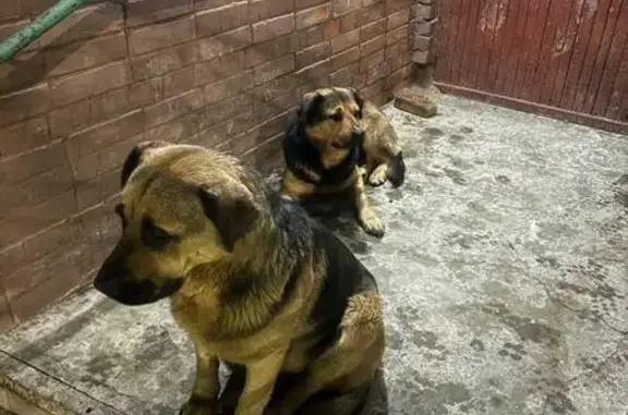 Найдена собака, Санкт-Петербург, фото: Найдена собака, Бухарестская улица, Санкт-Петербург