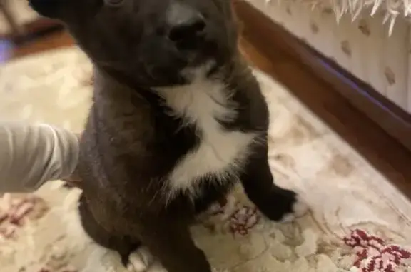 Найденные животные Орехово-Зуево, фото: Найдена собака, женский пол, Орехово-Зуево