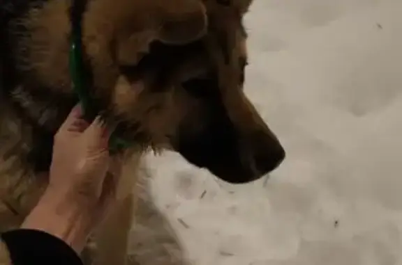 Найдена собака, Москва, фото: Найден собака, мужской, Фестивальная улица, Москва