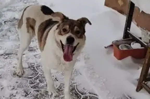 Пропала собака, мужской, улица Ленина, Базарный Карабулак - пугливый, кастрирован, в ошейнике - photo