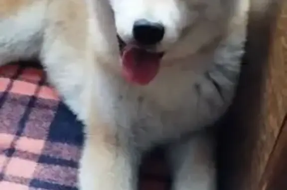 Пропала собака, Академическая улица, 9, Иваново - щенок 7 месяцев - photo