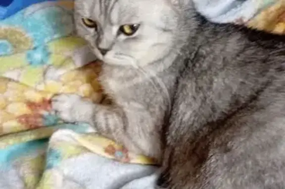 Пропала кошка, Тула, Тульская область - дымчатая, 7 лет - photo