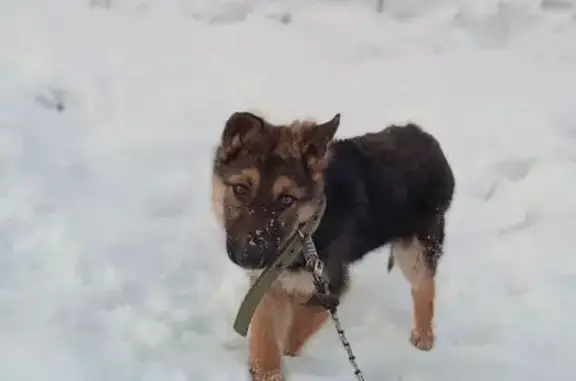 Найденные животные Прокопьевск, фото: Найден собака, проспект Гагарина, 1, Прокопьевск - кобелек, помесь с овчаркой