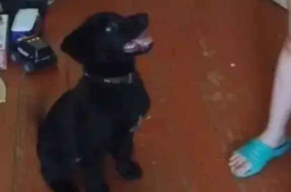 Пропал собака, Деповский переулок, Иркутск - чёрный с белой грудью - photo