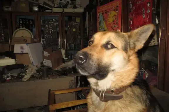 Пропала собака, Пролетарская улица, 201, Оренбург - коричневый ошейник - photo