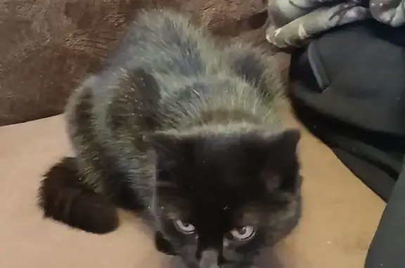 Найденные животные Лысьва, фото: Найдена кошка, женская, Садовая улица, 27, Лысьва - чёрная с белым пятнышком