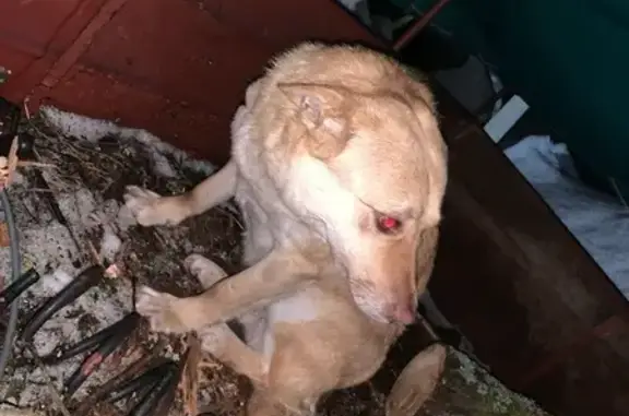 Найдена собака, Горкинское, фото: Найдена собака, женский, Горкинское сельское поселение, Владимирская область - рыжая девочка, кажется течка