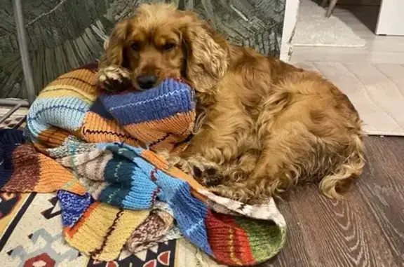 Пропал собака, Рабочая улица, 68 к1, Елец - рыжий с коричневым ошейником - photo