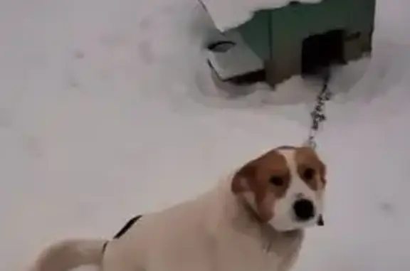 Пропала собака, Текстильная улица, Высоковск - белая с рыжей головой и двумя чёрными пятнами - photo