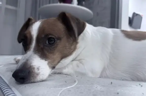 Пропал собака, улица Бредова, Мончегорск - на животе клеймо - photo