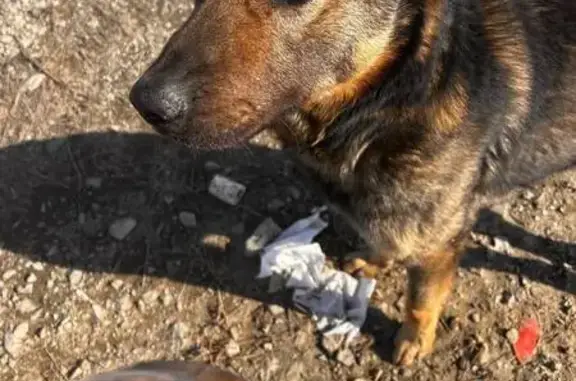 Найденные животные Надеждинское, фото: Найдена собака, п. Новый — Де-Фриз — Седанка — Патрокл, Надеждинское — коричневый с полосками