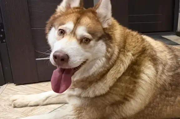 Найдена собака, Новосибирск, фото: Найдена собака, женский пол, улица Бродского, 1/1, Новосибирск - упитанная и добрая