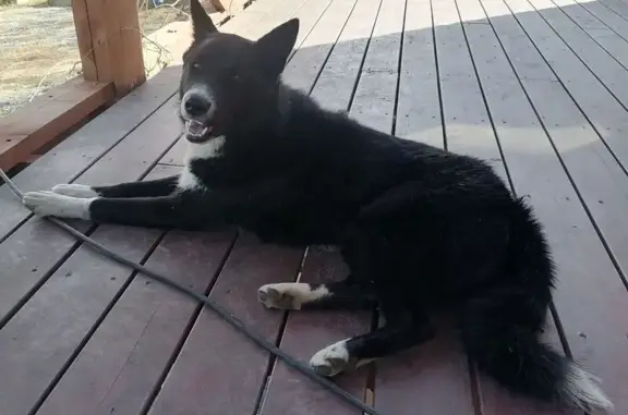 Пропала собака, Надеждинское сельское поселение, Приморский край - чёрно-белая лайка с ошейником - photo