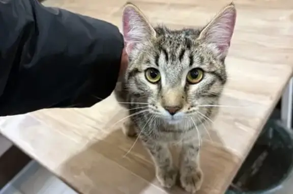 Объявления о пропавших и найденных животных, Уфа, фото: Найдена кошка, проспект Октября, 45/2, Уфа - камышовый котик