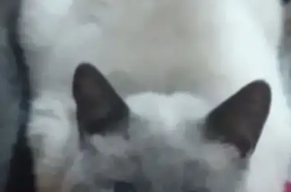 Пропал кот, Комитетская улица, 31, городской округ Рассказово - бело-серый окрас с голубыми глазами - photo