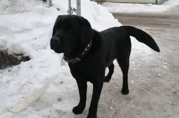 Найдена собака, Арсеньев, фото: Найден собака, Камышевая улица, 42, Арсеньев - черный кобель Лабрадор или Ретривер