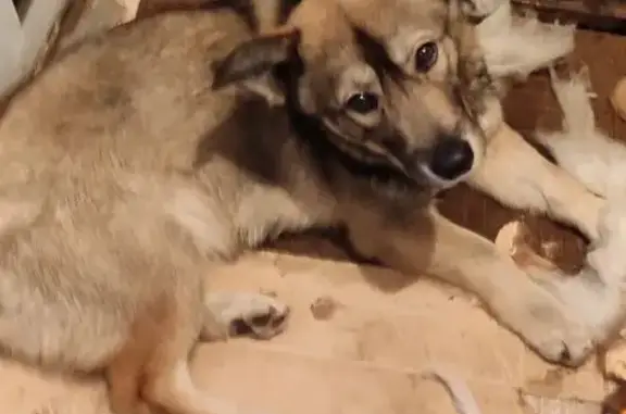 Найдена собака, Новочеркасск, фото: Найдена собака, мужской пол, Тузловский переулок, городской округ Новочеркасск