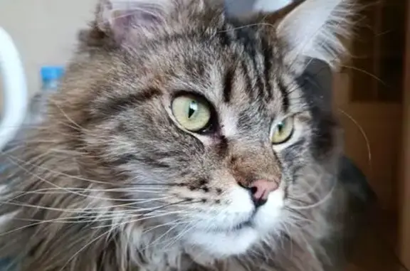 Пропал кот, Юбилейная улица, 3, Лесной - серый в чёрную полоску - photo