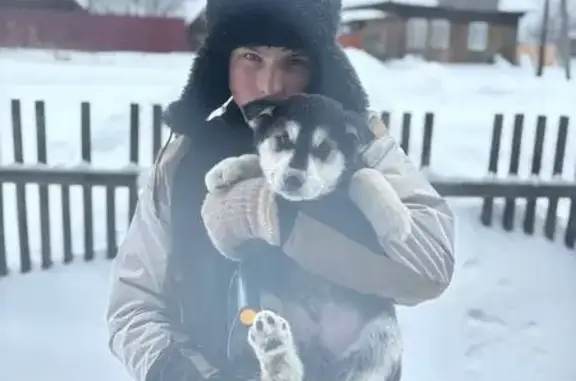 Пропал собака, Кокшарова - черно-белый окрас, убежал со двора - photo