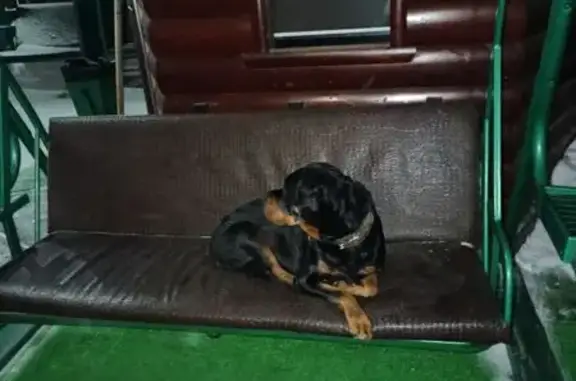 Найденные животные Чебоксары, фото: Найдена собака, проезд Машиностроителей, 11, Чебоксары