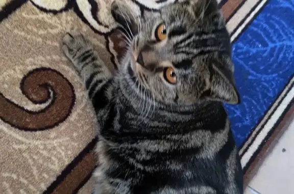 Пропала кошка, Кубовинский сельсовет, Новосибирская область - убежала во время течки - photo