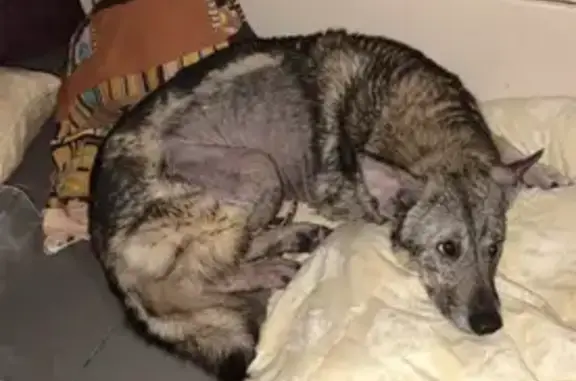 Пропала собака, улица Селезнёва, 33, Новосибирск - серо-коричневая без шерсти в некоторых местах - photo