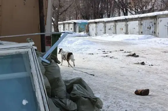 Найдена собака, Челябинск, фото: Найдена собака, Кыштымская улица, Челябинск - белая с коричневыми пятнами