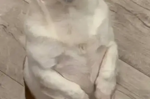 Пропал собака, мужской, бульвар Луначарского, Тольятти - photo