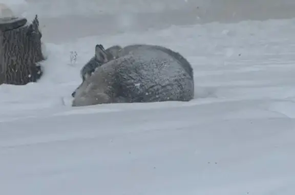 Найдена собака, проспект Кирова, 190, Самара - хаски с голубыми глазами - photo