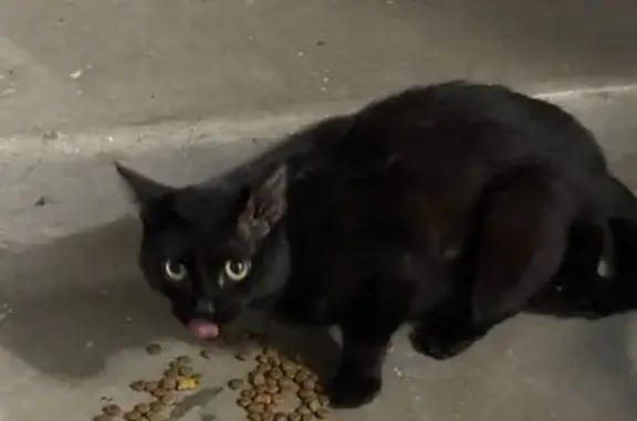 Объявления о пропавших и найденных животных, Магнитогорск, фото: Найдена кошка, проспект Карла Маркса, 237 к2, Магнитогорск - чёрный котёнок