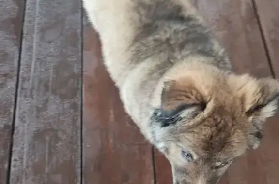 Найдена собака, Трофимово, фото: Найдена собака, Полевая улица, 9, Трофимово