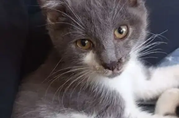 Найдена кошка, Карталы, фото: Найдена кошка, улица Карташева, Карталы - очень ласковый