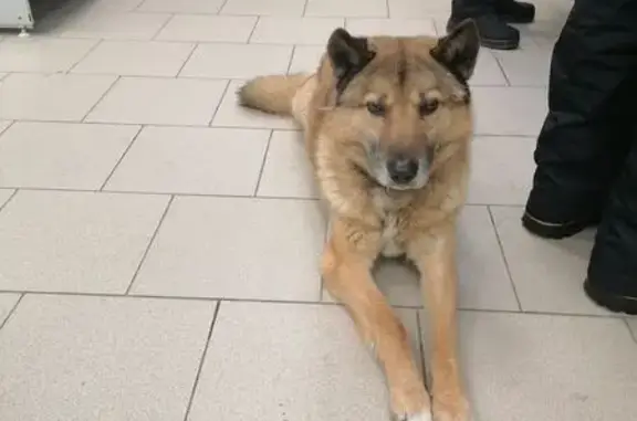 Найдена собака, Киров, фото: Найдена собака, Преображенская улица, Киров - мужской пол, с ошейником