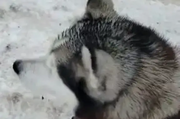 Найдена собака, Тамбов, фото: Найдена собака, мужской пол, район лыжного стадиона, Тамбов