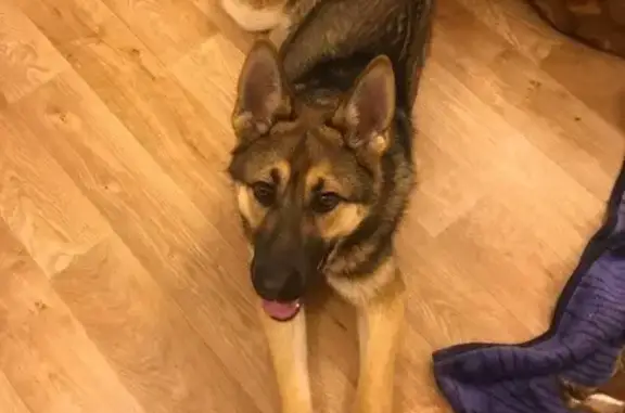 Найден щенок, улица Мира, 2, Снегирёвка - крупный и добрый - photo