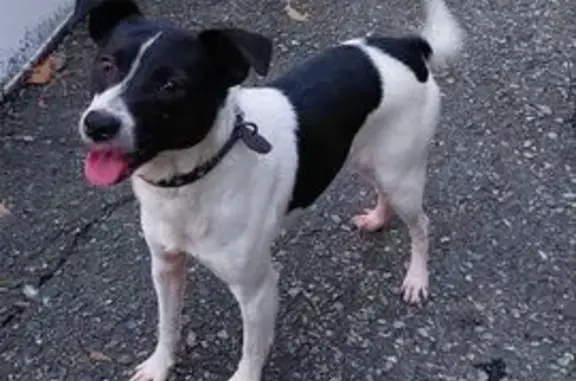 Найдена собака, Сочи, фото: Найден собака, Учительская улица, 30, Сочи - мальчик бегает уже неделю