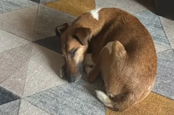 Найдена собака, Москва, фото: Найдена собака, Каширское шоссе, 30, Москва - похожа на гладкошерстного фокса