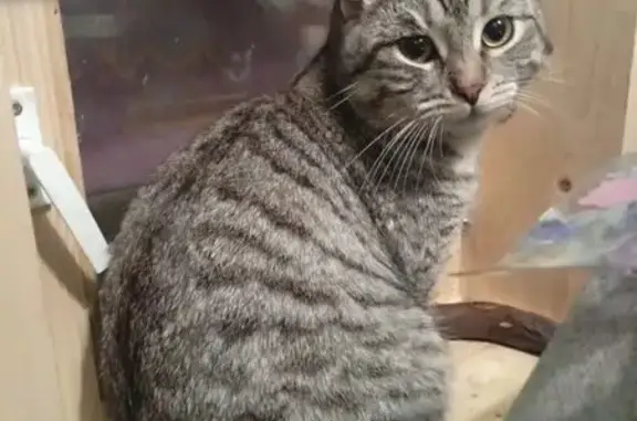 Объявления о пропавших и найденных животных, Екатеринбург, фото: Пропал кот, Таганская улица, 52 к1, Екатеринбург - серый с полосками