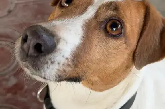 Пропала собака, п. Совхозный, Славянск-на-Кубани - откликается на кличку Тумка - photo