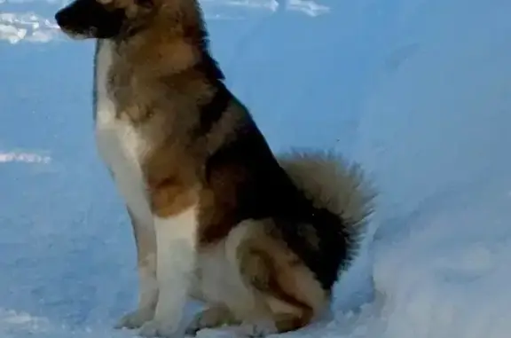 Найдена собака, Молочный, фото: Найден собака, Северная улица, 8, Молочный - ухоженный, знает команды