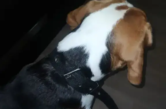 Найденные животные Каменск-Уральский, фото: Найден бигль, мужской, Октябрьская улица, 122, Каменск-Уральский