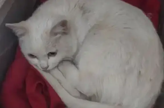 Найдена кошка, Югорск, фото: Найдена кошка, улица Чкалова, 7 к6, городской округ Югорск - белая с повреждённой задней лапкой